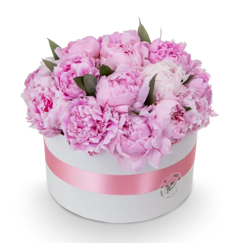 Box růžových pivoněk